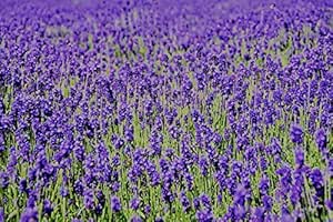 Amazon ラベンダー 食用 Lavandula Angustifolia コモンラベンダー 50g 自然栽培 無農薬 無施肥 国産 スパイス ドライ ハーブ ティー ポプリ 安曇野エコ ハーブティー 通販
