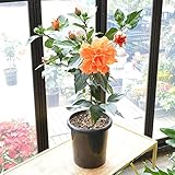 [エルフルール] 鉢花 ハイビスカス 八重オレンジ ラルーナ(Newロングライフ)シリーズ