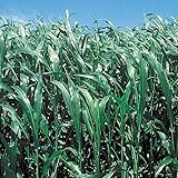 【メール便配送】　国華園　野菜たね　緑肥・景観作物　ソルゴー緑肥用　1袋(1kg)【※発送が国華園からの場合のみ正規品です】