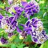 家庭菜園の作付けのための50pcsのミックスオダマキダブル種子、オダマキコロンバインコロンバイン花庭園紫や白、