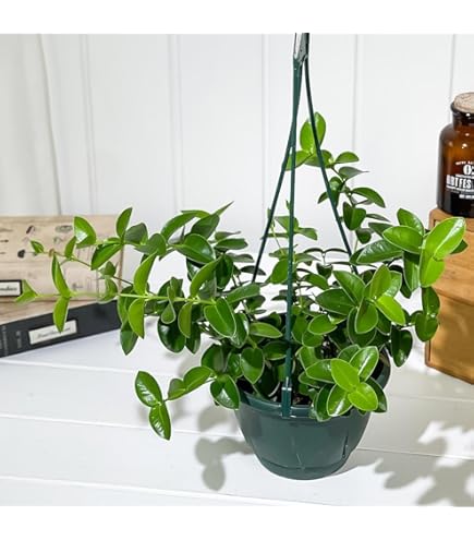 Amazon.co.jp: Hoya inflata ホヤ インフラータ 希少 抜き苗 : DIY