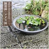 信楽焼 20号黒刷毛目浅型 すいれん鉢 メダカ鉢 睡蓮鉢 スイレン鉢 金魚鉢 水鉢 陶器 su-0189 (幅610×高さ155mm)