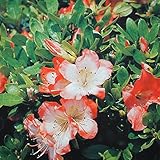 さつき 苗 【真如の月 （しんにょのつき）】 4号ポット苗