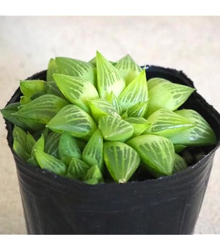 Amazon.co.jp: 令和5年採る ハオルチア 竹虎種子 30粒 : DIY・工具