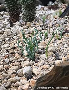 種子 Albuca Concordiana アルブカ コンコルディアナ くるくるした葉が綺麗な冬型球根希少種 5粒 並行輸入品 球根 Amazon