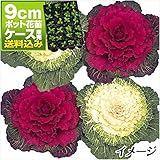 国華園　ケース花苗 葉牡丹丸葉系ミックス(無選別) 48株【※発送が国華園からの場合のみ正規品です】