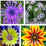 ガーベラの種子、南アフリカのマリーゴールド、多色混合無料の花のseeds100粒子6レアミックスカラーズ