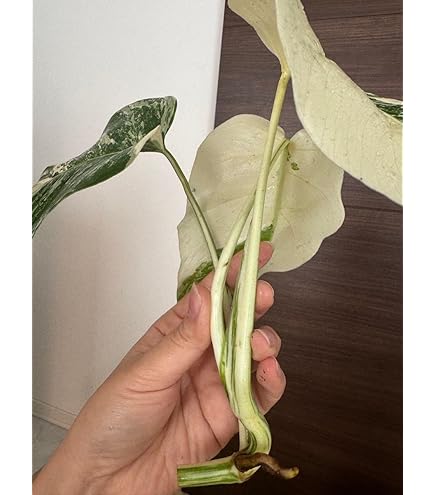 斑入りモンステラホワイトタイガー 5株おまとめ葉付き茎ボルシギアナ極上斑 発根済み】大株！極上美株5葉付き 斑入りモンステラ ホワイト
