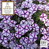 ペチュニア：スーパーチュニア　ビスタ ミニブルースター5号ポット ノーブランド品