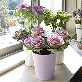 店長おまかせ 葉ボタン 寄せ植え