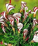 TRUE oxalis flower bulbs (oxalis bulb) rare oxalis versicolor Candy Cane Sorrel flower rotary grass 