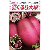 Amazon.co.jp: 〈小袋〉ダイコン種【 紅くるり大根 】松永種苗