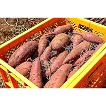 茨城県産紅はるか60キロ　じゅん品 茨城県産紅はるか60キロ じゅん様専用品
