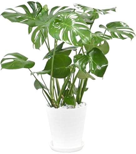 観葉植物 シーグレープ 8号 シーグレープ 8号 - 植物と暮らす m-plant