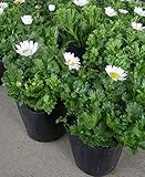 【特選花苗セット販売】ノースポール　２０ポットセット（３号） 【まとめ売り】