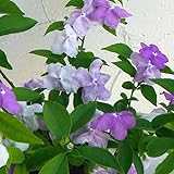 ニオイバンマツリ（ブルンフェルシア）5号鉢植え[アメリカンジャスミンとも呼ばれる香りの花木] ノーブランド品