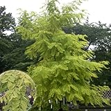 ニセアカシア（ロビニア）：フリーシア6号ポット[黄金葉の美しい庭園樹！] ノーブランド品