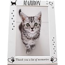 猫ちゃんのフォトスタンド 61a7ogec3LL._AC_UL210_SR210,