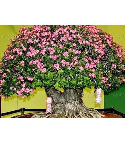Amazon | 【種子】Yucca Filamentosa ユッカ・フィラメントサ