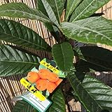 ビワ 苗木 涼峰 (PVP) 12cmポット苗 りょうほう びわ 苗 枇杷