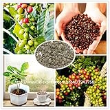 A Pack 20 Pcs Coffee Bean Seeds Balcony Bonsai Tree Plant Seed Coffee Cherry Seeds