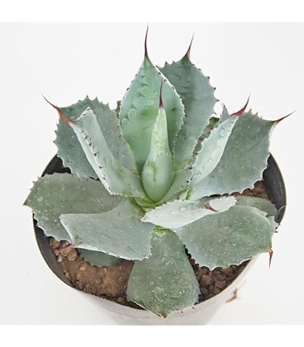 Amazon｜多肉植物 アガベ 屈原の舞扇 S｜観葉植物 オンライン通販