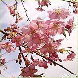 桜（サクラ）苗木　河津桜
