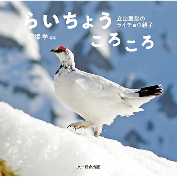 らいちょうころころ—立山室堂のライチョウ親子 | 戸塚 学 |本 | 通販