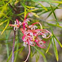 61aGb3BPBvL._AC_UL210_SR210,