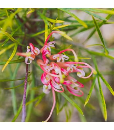 ☆人気品種/グレビレア/ハニーワンダー/6号ポット/オージープランツ/写真更新☆ グレビレア「ハニーワンダー」6号ポット | | ネイティブプランツ