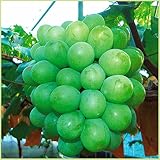 葡萄(ぶどう)苗木　翠峰（すいほう）