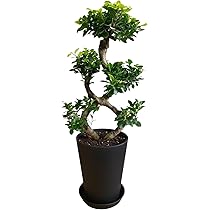 Amazon｜花のギフト社 ガジュマル 8の字 大型 大きい 観葉植物 本物