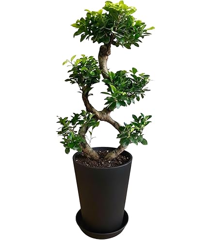Amazon｜観葉植物 台湾ガジュマル 盆栽仕立て S字仕立て 接ぎ木 昇り龍