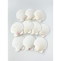 Amazon.co.jp: 【貝殻の問屋さん】ホタテ貝殻 （国産） 約7cm