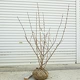 庭木：オオデマリ（白）*特選品！　樹高約120ｃｍ 限定5本限り　佐川急便発送！