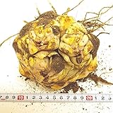 カサブランカ球根 特大球 1芽～３芽(球周３４～３６ｃｍ) 裸球 １個