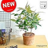 LAND PLANTS レモンマートル モスポット鉢