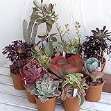 おまかせ多肉植物ミックス4号ポット 3株セット