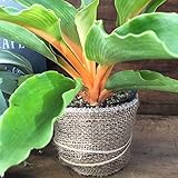 【観葉植物】希少 珍しい オレンジグロー ネオンカラー インテリアグリーン