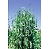 【種 5kg】 チモシー ホライズン 早生 畑地 牧草 緑肥 [播種期：4～10月] 雪印種苗 米S代不
