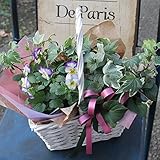 [エルフルール]【マケプレお急ぎ便対応】店長おまかせ♪2～4種類のお花を使用季節の寄せバスケットアレンジメント プレゼント ギフト ガーデニング 引越し祝い 寄植え 鉢花 誕生日 引越し祝い 母の日 