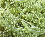 ☆マスクをはずして笑顔いっぱい！☆ 海ぶどう(A品) 250g×4パック