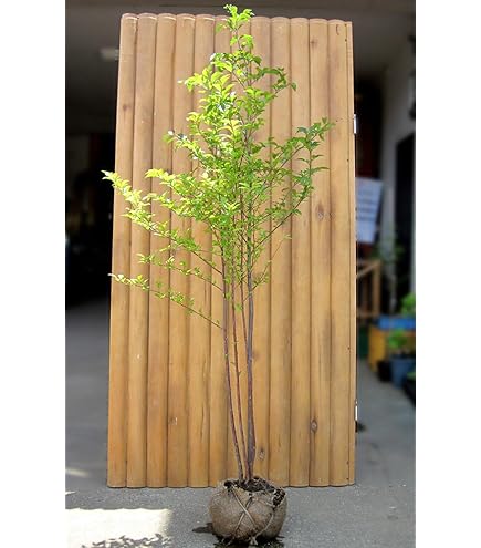 即購入可☆emuemu　シマトネリコ　樹高H1.5m 即購入可☆emuemu シマトネリコ 樹高H1.5m 即購入可☆emuemu様専用