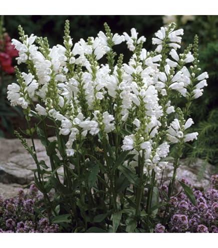 桃花種芍薬桃花色毎年咲く宿根1株、1100円 Amazon.co.jp: 芍薬 球根 桃花種 1株 しゃくやく シャクヤク