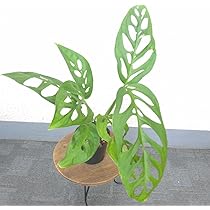 希少レア　モンステラ スケルトン　観葉植物 最初から傷が付いたモンステラスケルトンの新しい葉が開く - 私