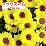 マックスマム：イエロー3.5号ポット 2株セット ノーブランド品