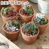 (観葉)私のオアシス 多肉3種のシンプルテラコッタ寄せ植え(お買い得5鉢セット)(説明書付) 本州・四国限定[生体]