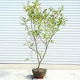 庭木：梅もどき(うめもどき)　ウメモドキ　自然樹形！