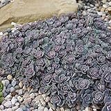 セダム：ブルーエルフ3号ポット 2株セット[サンスパークラーシリーズ] ノーブランド品