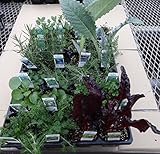 ハーブ　ステップナッツ　オリジナル　２４ポットセット